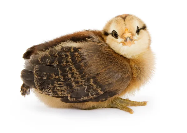 Bir bebek kahverengi ve sarı tavuk — Stok fotoğraf