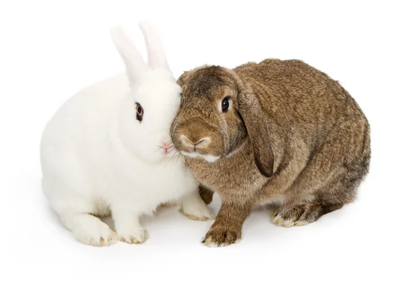 감동 하는 얼굴로 두 토끼 — 스톡 사진