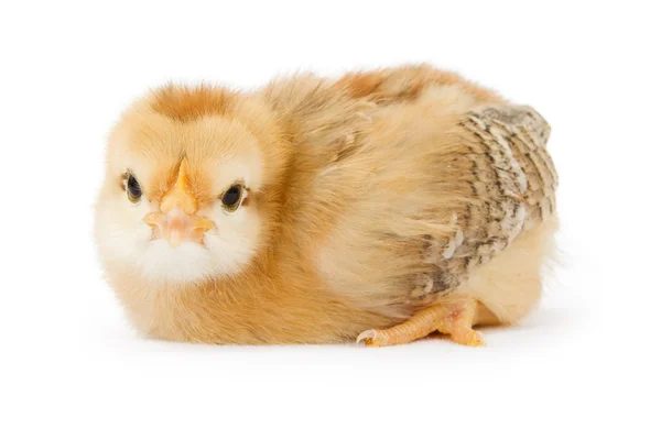 Un pollo amarillo bebé aislado en blanco — Foto de Stock