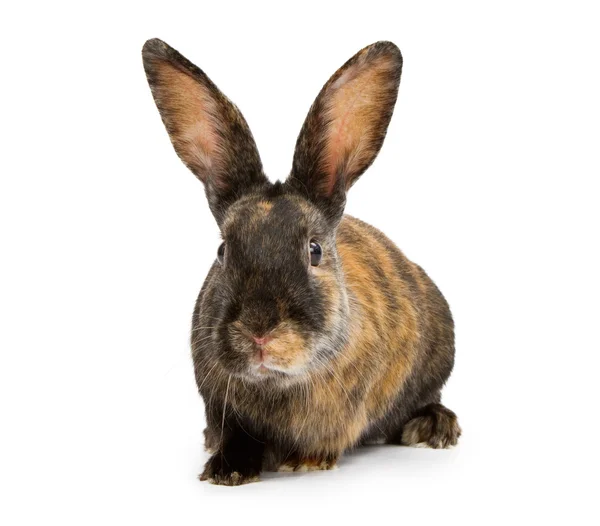 Arlekin królik na białym tle — Zdjęcie stockowe