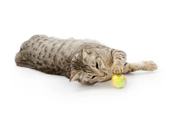 stock image White cat with black stripes playing with a ball