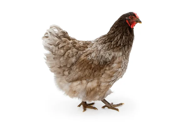 Azul Wyandotte galinha isolada em branco — Fotografia de Stock