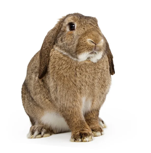 Коричневый серый кролик, изолированный на белом — стоковое фото