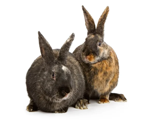 Two Harlequin Cross Breed Rabbits — Stock Photo, Image