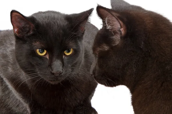 Twee identieke zwarte katten kijken naar elkaar — Stockfoto