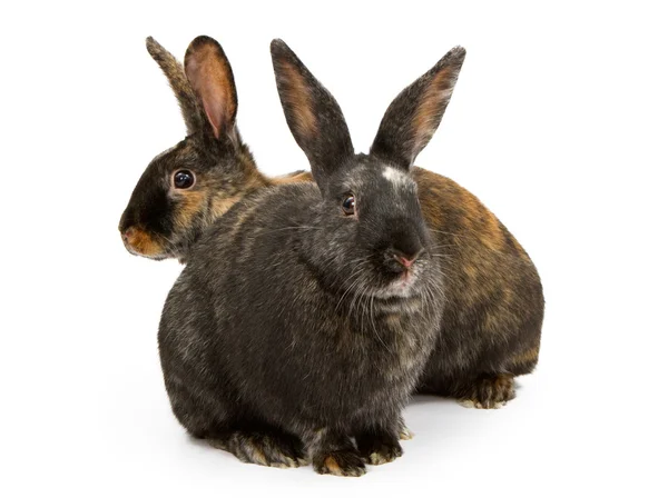 Två harlequin cross breed kaniner — Stockfoto
