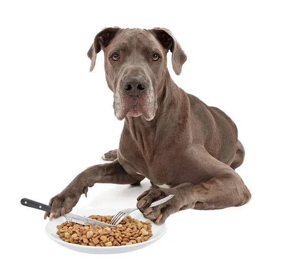 Německá doga pes jíst potraviny s nádobím — Stock fotografie