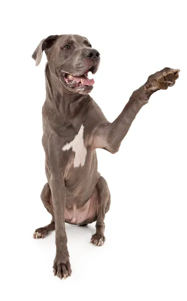 Německá doga pes rozšíření tlapku — Stock fotografie