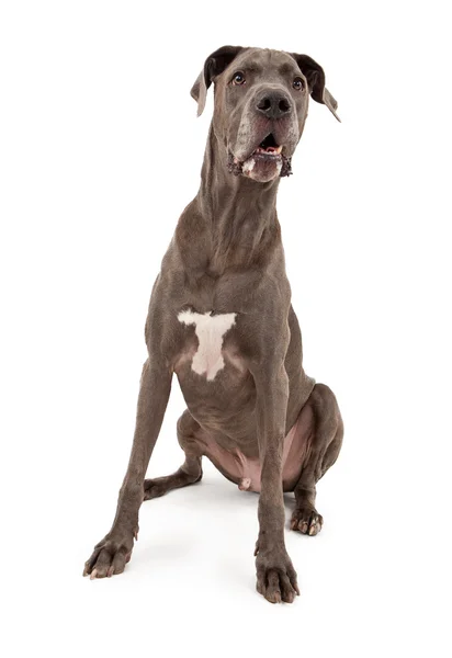 덴마크 종의 큰 개 강아지 — 스톡 사진