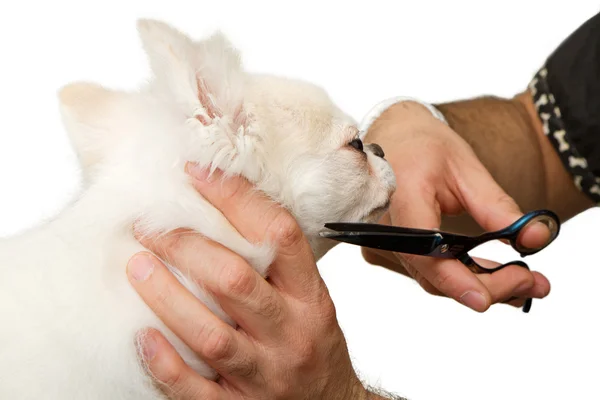 Grooming a Chihuahua Dog — Stock Photo, Image