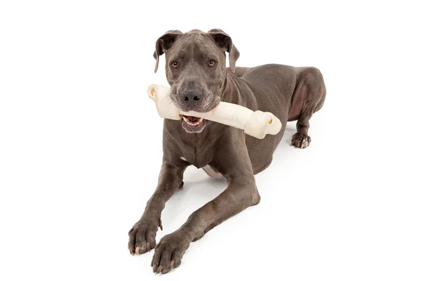 Wielki Duńczyk psa z kość duży — Zdjęcie stockowe