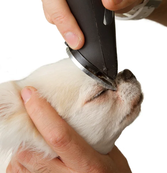 Grooming a White Chihuahua — Stock Photo, Image
