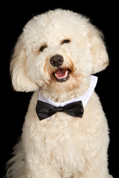 Labradoodle pies noszenie muszka — Zdjęcie stockowe