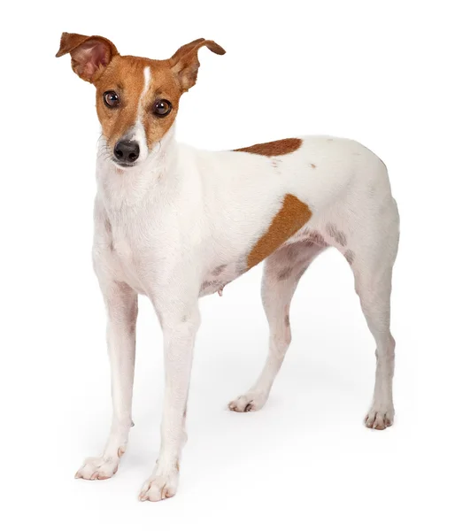 Jack Russell Terrier — Stock Photo, Image
