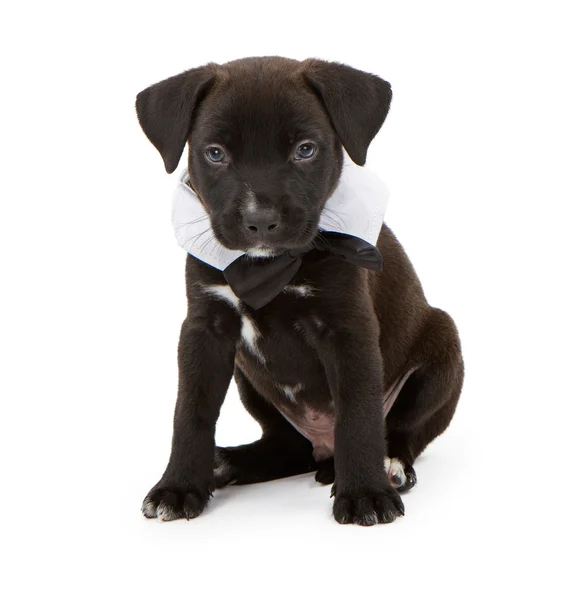 stock image Black Lab Puppy Wearing a Bowtie