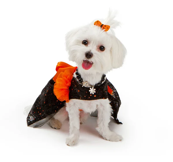 Maltański, pies na sobie kostium na halloween — Zdjęcie stockowe