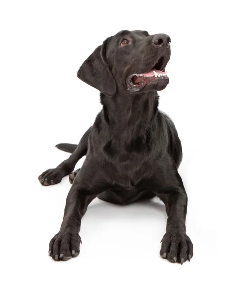 Labrador retrívr pes vzhlíží — Stock fotografie