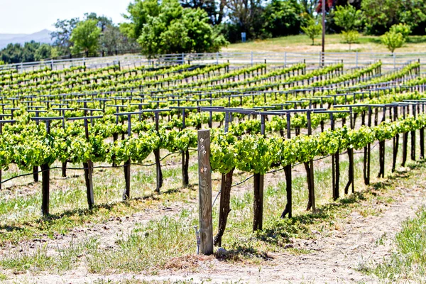 Wijngaard met rijen van jonge planten — Stockfoto