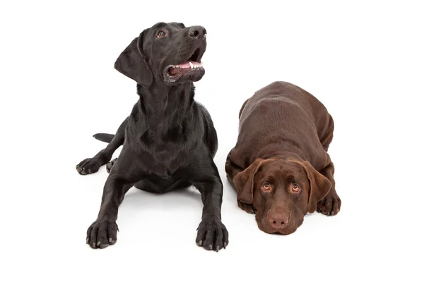 Two Labrador Retriever Dogs Laying Down