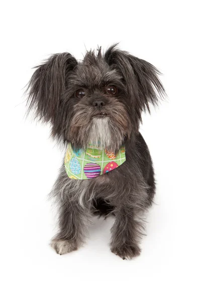Mkxed ras hund bär påsk bandana — Stockfoto