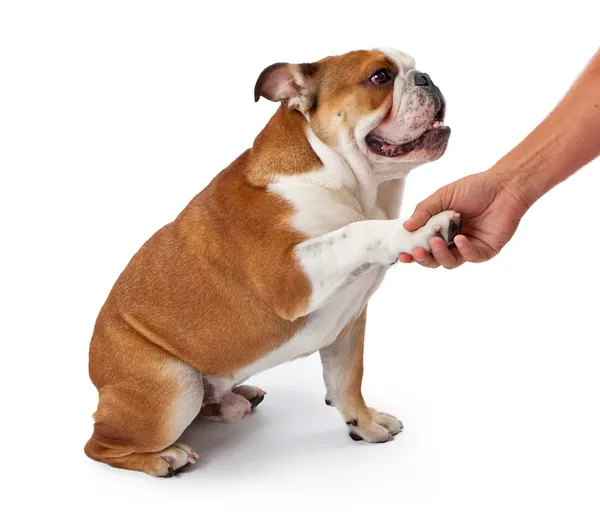 Englische Bulldogge beim Händeschütteln — Stockfoto
