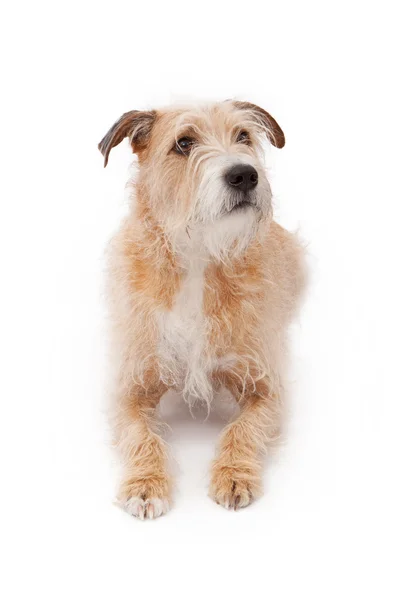 Mezcla de raza grande Scruffy perro acostado — Foto de Stock