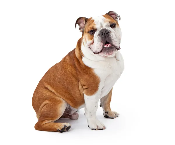 Engelsk bulldogg sittande — Stockfoto