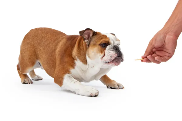 Treinando um Bulldog Inglês — Fotografia de Stock