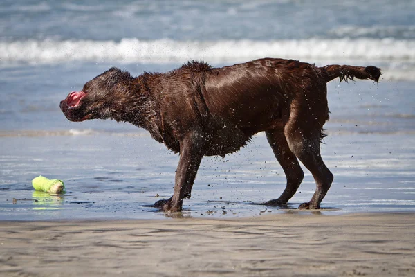 Wet Labrador Retriever na praia sacudindo água — Fotografia de Stock