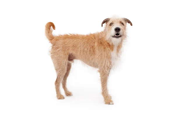 Mixed Breed Scruffy Dog Standing — Stock Photo, Image