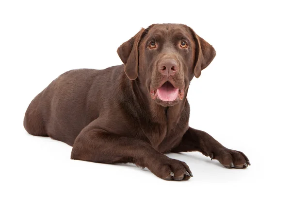 Chocolade labrador retriever hond tot vaststelling van — Stockfoto
