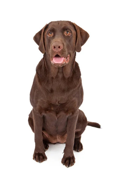 Chocolate labrador retriever cão sentado — Fotografia de Stock