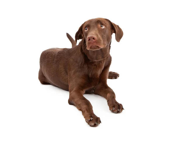 Labrador Retriever cachorro con mirada culpable — Foto de Stock