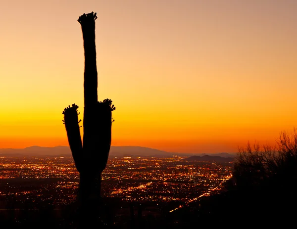 Západ slunce na phoenix s kaktusy saguaro — Stock fotografie