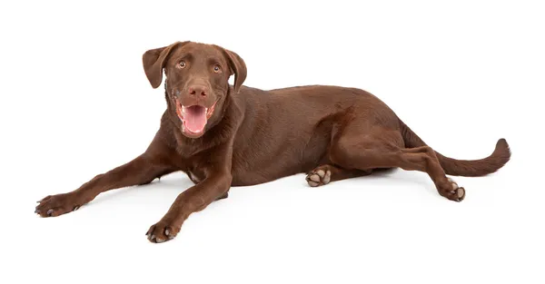 Mutlu çikolata labrador retriever köpek yavrusu — Stok fotoğraf