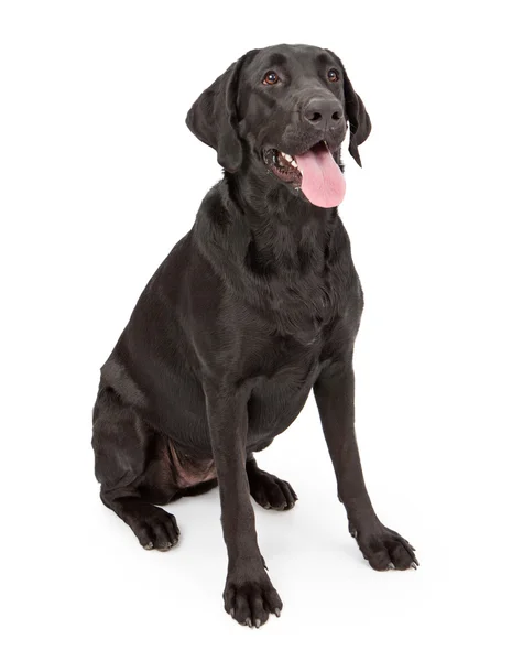 Černý labrador retrívr pes — Stock fotografie