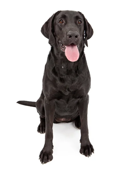 よだれをたらしている黒ラブラドル ・ レトリーバー犬 — ストック写真