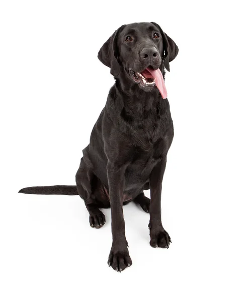 Σκυλί μαύρο λαμπραντόρ Ριτρίβερ με γλώσσα έξω — Φωτογραφία Αρχείου