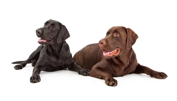Labrador Retriever Dogs Looking to Side — Stock Photo, Image