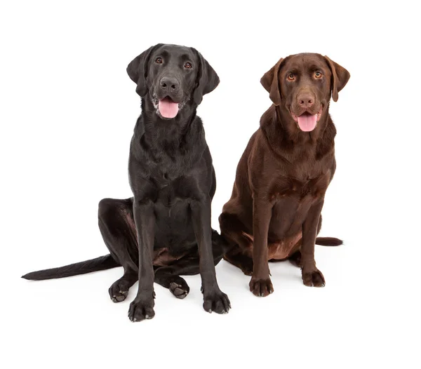 Birlikte oturan iki labrador retriever köpek — Stok fotoğraf