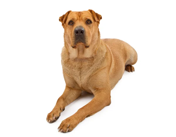 Akita and Shar Pei Mix Dog Laying Down — Stock Photo, Image