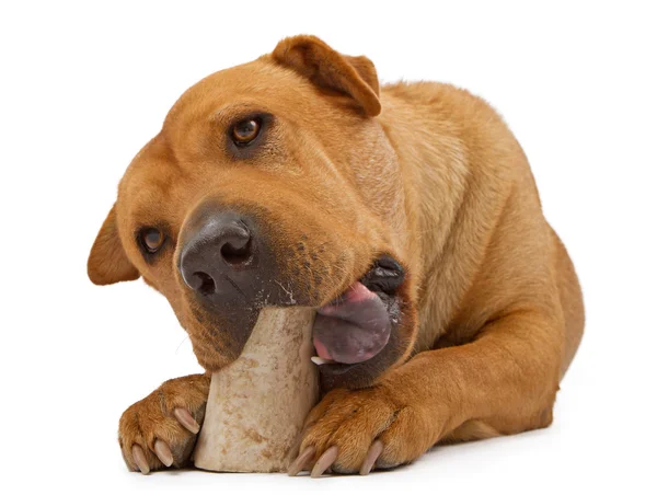 Akita i shar-pei pies żucia kości mix — Zdjęcie stockowe