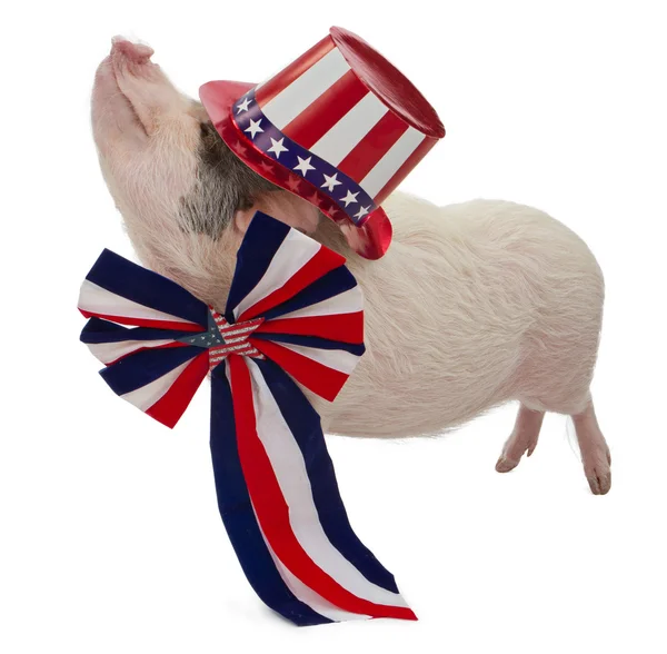 Temmuz için giyinmiş domuz — Stok fotoğraf