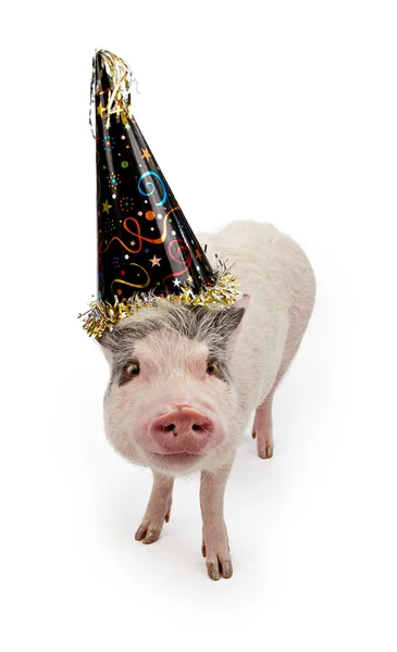 Topfbauchschwein im Partyhut — Stockfoto