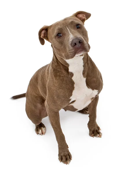 Pit Bull Dog With Innocent Look — Stock Photo, Image