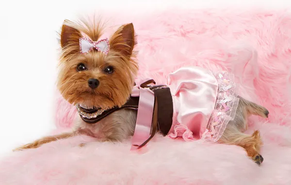 Yorkshire Terrier Hund auf einem rosafarbenen Luxusbett — Stockfoto