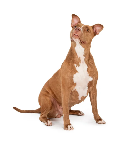 Boxbullenhund schaut auf — Stockfoto