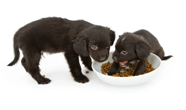 Два черных щенка дерутся за еду — стоковое фото
