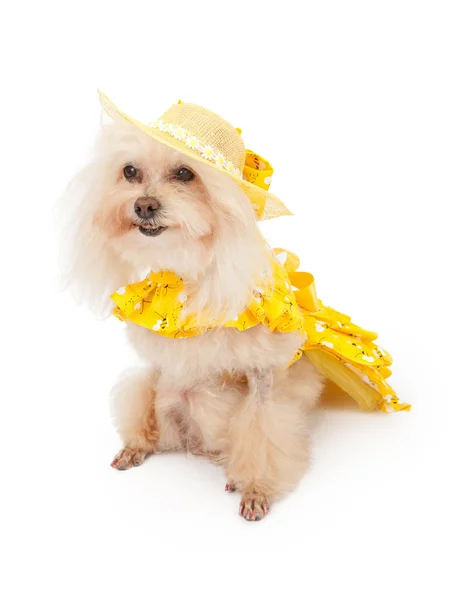 春のドレスのプードル犬 — ストック写真