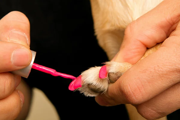Painitng hundar naglar — Stockfoto